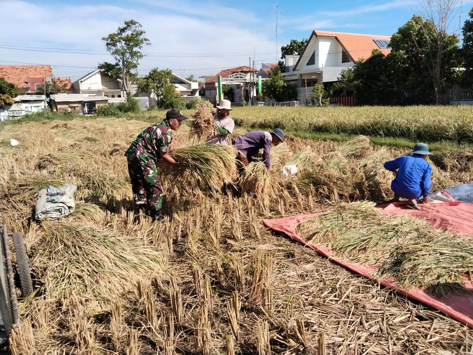 Koramil 0820-02/Wonoasih, Serka Rahmad, melaksanakan pendampingan panen padi