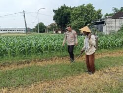 Polsek Tarik Laksanakan Dialogis dengan Petani Jagung
