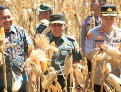Dandim Probolinggo Letkol Arh Iwan Hermaya Ikuti Panen Raya Jagung Kuartal Kedua