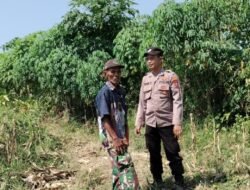 Polsek Tarik Gencarkan Patroli Ketahanan Pangan Perkebunan Jagung