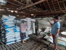 Koramil Sumberasih Melakukan Pemantauan Pupuk Di Wilayah Binaan