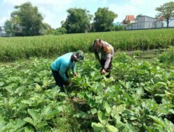 Bhabinkamtibmas Polsek Buduran Dampingi Petani Terong