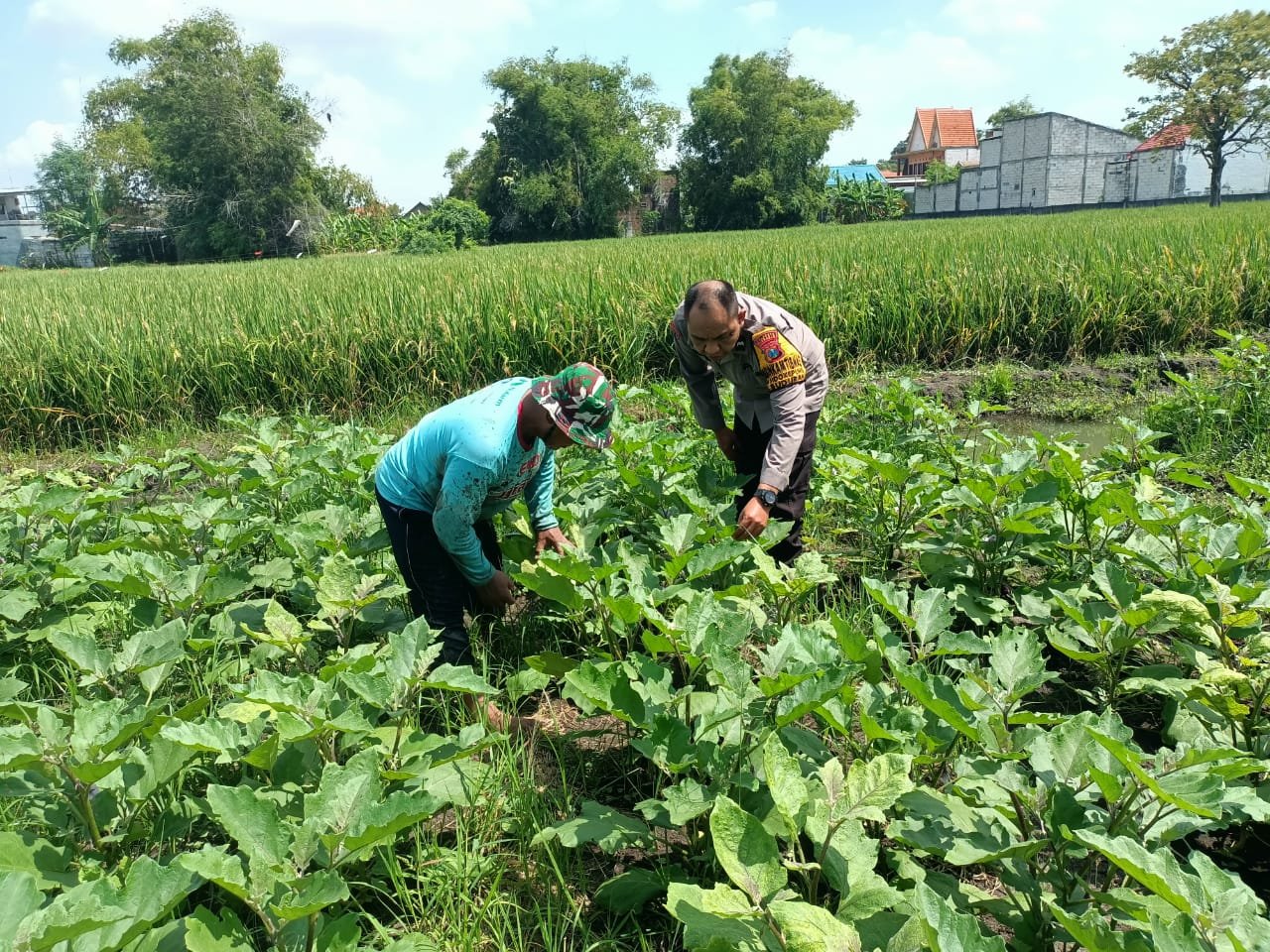 Aipda Adi Maret, saat Mendampingi petani Terong di wilayah Kecamatan Buduran