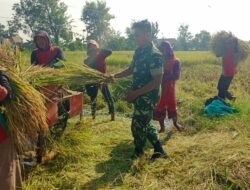 Babinsa Kodim Probolinggo Dampingi Panen Padi di Desa Gunggungan Kidul