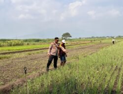 Polsek Krembung Lakukan Pendampingan Budidaya Bawang Merah