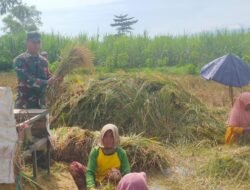Babinsa Koramil 0820/20 Banyuanyar Panen Padi Dukung Ketahanan Pangan Nasional