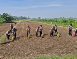 Polsek Balongbendo Tanam Bibit Jagung Serentak Tahap III