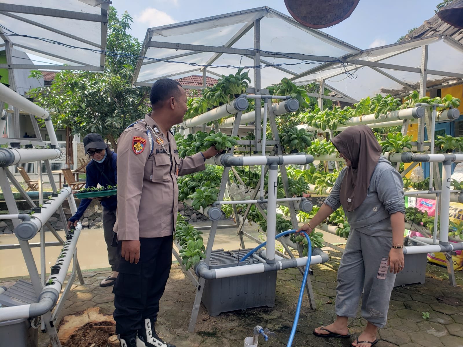 Pemanfaatan Lahan Sempit untuk Swasembada Pangan, Warga Sumorame Kelola Sawi Hidroponik