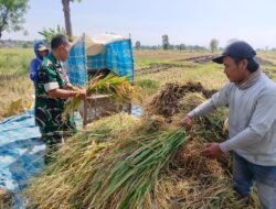 Babinsa Tongas Dampingi Panen Padi di Probolinggo