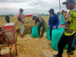 Kodim Probolinggo Lakukan Pendampingan Panen Padi di Kraksaan