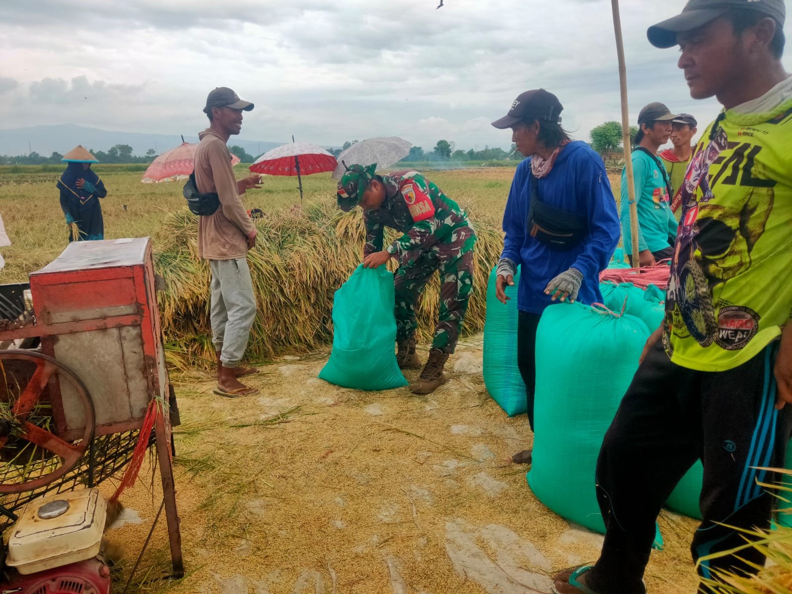 Kodim 0820/Probolinggo Dampingi Panen Padi di Desa Alassumur