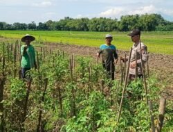 Anggota Polsek Tarik Tinjau Tanaman Tomat  di Desa Mliriprowo