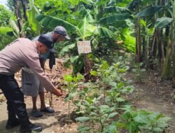 Bhabinkamtibmas Polsek Taman Dampingi Warga Kembangkan Kebun Terong untuk Ketahanan Pangan