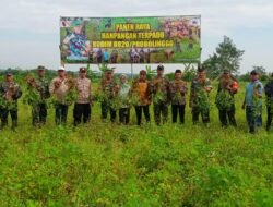 Kodim Probolinggo Panen Raya Kacang Tanah di lahan Ketahanan Pangan Terpadu