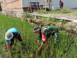 Sukseskan Ketahanan Pangan, Babinsa Bantu Petani Rawat Tanaman Padi