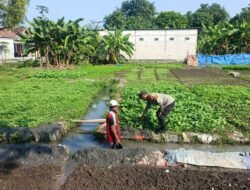 Warga Desa Semambung Wonoayu Sulap Lahan Kosong Jadi Kebun Sayur