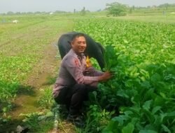 Polsek Krembung Dampingi Petani Desa Keret Rawat Tanaman Sawi