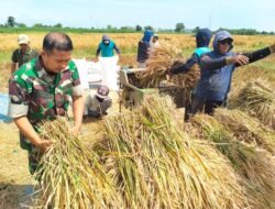 Kodim Probolinggo Laksamana Panen Padi di Banyuanyar