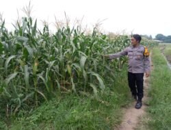Polsek Krembung Dampingi Petani Rawat Jagung Dongkrak Swasembada Pangan Mandiri