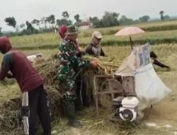 Babinsa Koramil 0820-20 Banyuanyar Dampingi Petani Panen Padi, Wujud Nyata Gerakan Antisipasi Darurat Pangan Nasional
