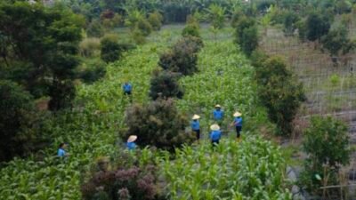 Manfaatkan Lahan Tidur, Lanud Husein Sastranegara Kembangkan Ketahanan Pangan di Cimahi