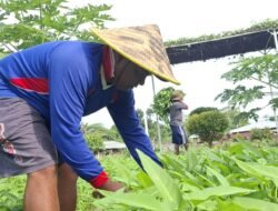 Dari Lapas untuk Negeri: 400 Kg Kangkung Bukti Nyata Akselerasi Ketahanan Pangan