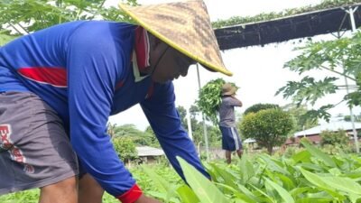 Dari Lapas untuk Negeri: 400 Kg Kangkung Bukti Nyata Akselerasi Ketahanan Pangan