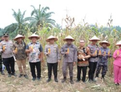 Bupati Asahan Ikuti Panen Raya Jagung dengan Presiden Prabowo