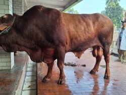 Presiden dan Wapres Serahkan Sapi Kurban ke Masjid Istiqlal
