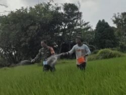 Babinsa Ngunut Dampingi Petani di Masa Pemupukan Padi
