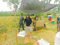 Babinsa 0820-17/Pakuniran Dampingi Panen Padi Petani