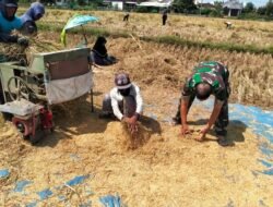 Babinsa Kodim 0820/Probolinggo Dampingi Panen Padi