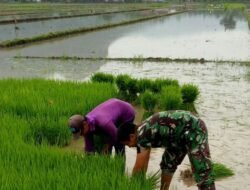 Babinsa Desa Bono Dampingi Pencabutan Benih Padi Siap Tanam