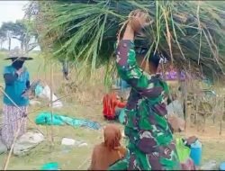 Kemanunggalan TNI dan Rakyat Terjalin Lewat Panen Padi di Kraksaan