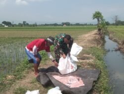 Koramil Pajarakan Melakukan Pendampingan Pemupukan Padi