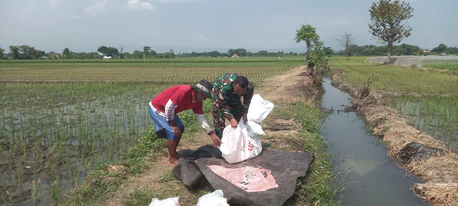 Anggota Koramil Pajarakan saat Melakukan Pendampingan Pemupukan Padi