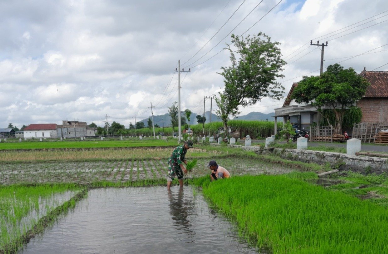 Serka Sugianto anggota Koramil Tipe B 0807/07 Sumbergempol saat Membantu Petani Melakukan Penanaman Padi