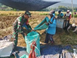 Babinsa Koramil Pakuniran dan Petani Bahu-Membahu Panen Padi
