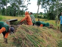 Babinsa Kodim Probolinggo Dampingi Panen Padi di Kecamatan Banyuanyar