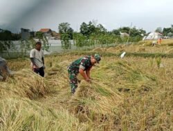 Koramil Leces Melakukan Pendampingan Panen Padi