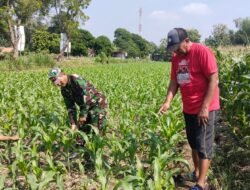Koramil Sumberasih Melakukan Pendampingan ke Petani di Daerah Binaan