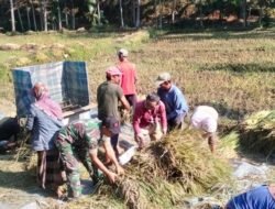 Manunggal dengan Rakyat, Koramil Lumbang Dampingi Petani Panen Padi