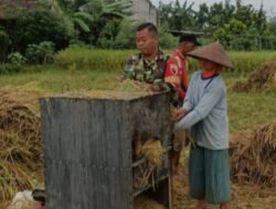 Dukung Ketahanan Pangan, Babinsa Desa Betak Dampingi Petani Panen Padi