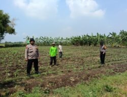 Polsek Balongbendo Pakai Lahan Tidur untuk Ketahanan Pangan