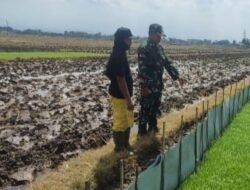 Sinergi TNI dan Petani: Serka Junaedi Dampingi Monitoring Bibit Padi di Karangwaru
