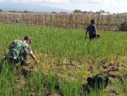 Babinsa Sukowidodo Dampingi Petani Bersihkan Gulma di Lahan Padi