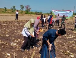 Santri Se-Indonesia Tanam Jagung Serentak, Koramil Maron Hadiri Kegiatan di Ponpes Raudhlotul Jannah II