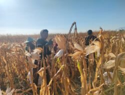 TNI Bersama Petani, Wujudkan Kemandirian Pangan di Probolinggo