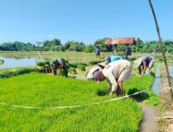 Wujud Nyata TNI Bersama Petani, Babinsa Banyuanyar Dukung Ketahanan Pangan di Probolinggo