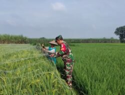 Menjaga Padi, Menjaga Ketahanan Pangan Nasional